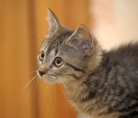 Portrait of a cute little gray striped kitten
