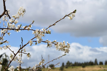 Close-up of Beautiful Pear Blossoms, Nature, Macro