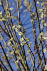 Close-up of pussy willow tree branch in the springtime