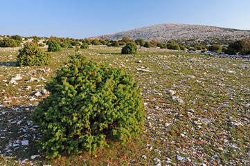 Wacholderheide auf dem Obzova, Insel Krk, Kroatien