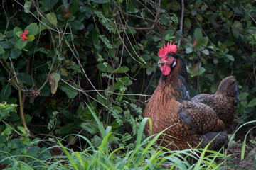 Rooster sitting in the garden