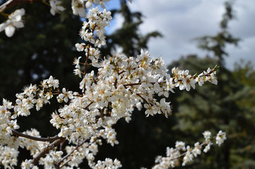 Close-up of Beautiful Pear Blossoms, Nature, Macro