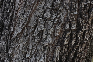 bark texture of Thailand land tree , bark wood Texture background