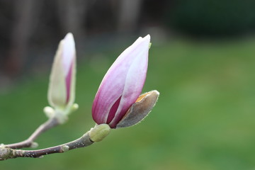 Fototapeta premium magnolie