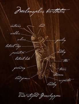 Macro Of Two-striped Grasshopper (Melanoplus Bivittatus) Old Fashioned Anatomy Illustration In Sepia