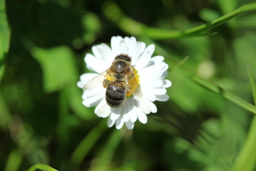 honey bee collects pollen from flowers.artvin/turkey