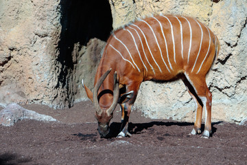 VALENCIA, SPAIN - FEBRUARY 26 : Bongo at the Bioparc in Valencia Spain on February 26, 2019