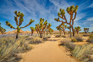 Hiking Trails Through Joshua Trees