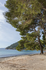 Fototapeta na wymiar seaside beach trees
