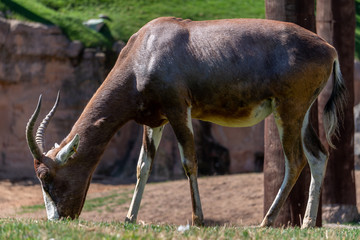 VALENCIA, SPAIN - FEBRUARY 26 : Blesbok at the Bioparc in Valencia Spain on February 26, 2019