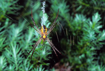 spinne im regenwald costa rica.
