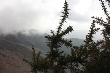 view of the forest. a branch of a thorny shrub. a mountainous background with thick fog in the Apuan Alps