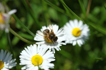 honey bee collects pollen from flowers.artvin/turkey