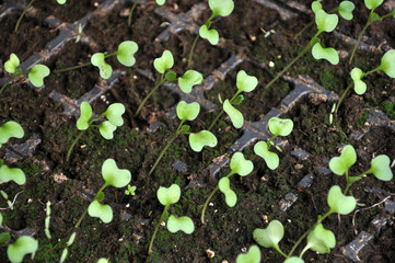 Growing cabbage seedlings in plastic cassettes