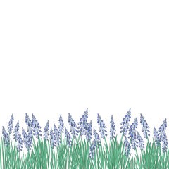 Watercolor illustration Flower muscari on white background