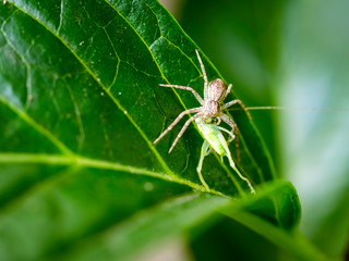 spider on leaf