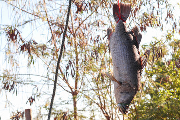 Snapper salt dry fish.