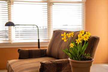 Pot of daffodils by bright window and comfy chair in living room