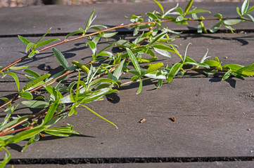 Branches Of Willows On A Table In The Woods