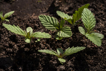 Young sprouts of wild cannabis on the background of the soil. Selective focus.