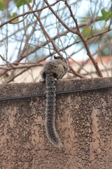 Macaco