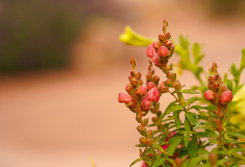 Red Snapdragons