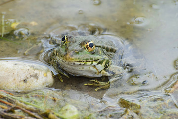 Close-up view of front of spring green frog Rana ridibunda in water