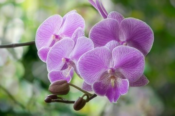 The branch of pink orchid