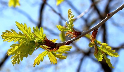 branch of a tree in spring