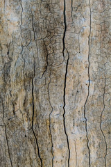 Old Oak Tree Texture