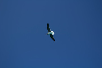 sky, gull, blue, heavenly, clean air, bird, look to the top, freedom, flight, clear sky, flight, rozmas wings, black wings, white tail