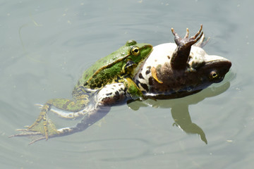 Close-up of female and male Rana ridibunda frog during breeding on lake
