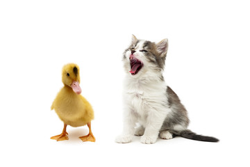 Naklejka premium duckling and kitten on a white background