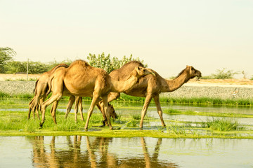 camels at river