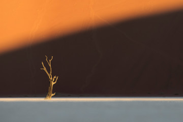 Lone tree in Deadvlei, Sesriem, Sossusvlei, Namibia