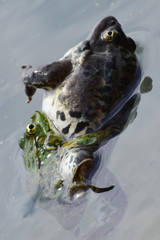 Close-up of male and female frog Rana ridibunda resting on water