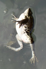 Closeup of female Rana ridibunda frog swimming in water