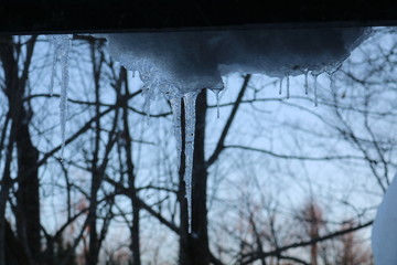 ice on tree in winter