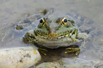 Green frog Rana ridibunda resting in spring on lake