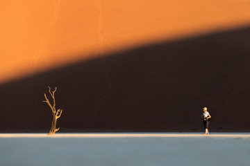 A woman walking towards a tree in Deadvlei, Sossusvlei, Namibia.