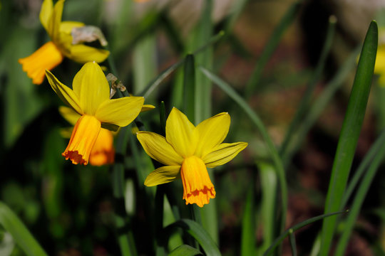 Close-up of yellow narcissus flower in the spring garden