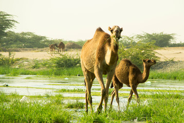 camels at river