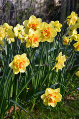 Narcisses jaunes au jardin au printemps