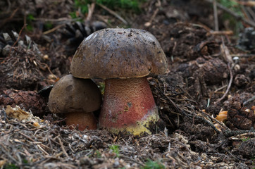 Edible mushroom Neoboletus luridiformis before Boletus luridiformis in the spruce forest. Commonly known as the dotted stem bolete. Natural environment