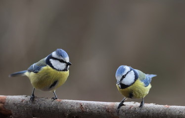Flying meeting of blue tits on a branch ....