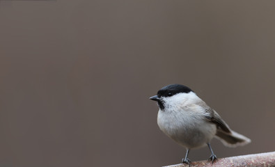 Little willow tit on a branch on a blurred brown background.