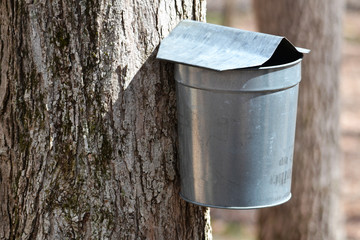 Collecting Maple Syrup Bucket