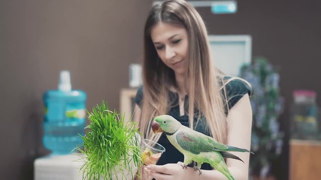 young beautiful girl is holding a parrot on her hand that is eating grass