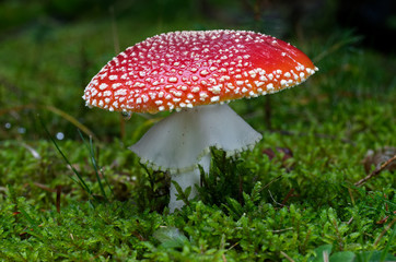 Fly agaric Amanita muscaria in the spruce moss forest. Also known as fly amanita, poisonous mushroom. Natural environment.