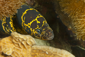 Chain Moray Eel (Echidna catenata), on a Reef of Bonaire